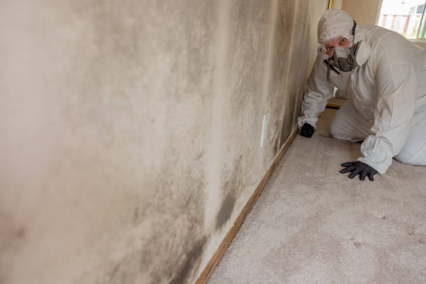 Mold Documentation for Insurance Claims